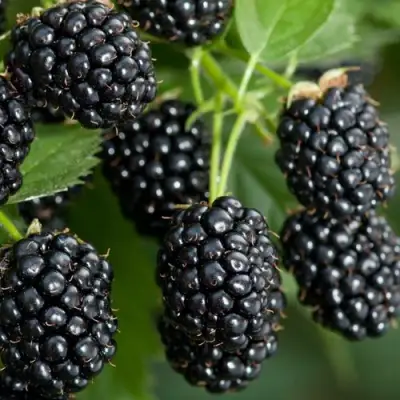 Ежевика ЧЕРНАЯ МАГИЯ ремонтантная  в Сморгони