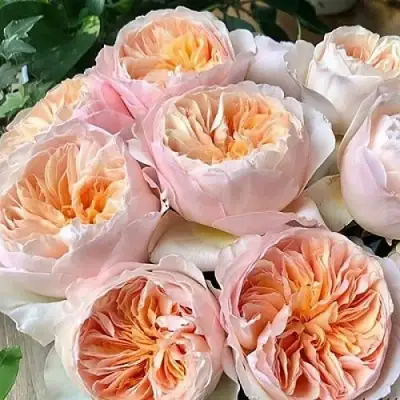 Роза ДЖУЛЬЕТТА английская в Сморгони