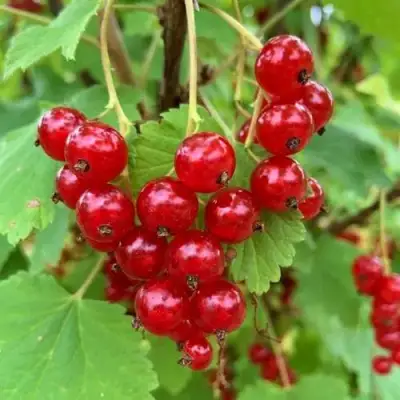 Смородина красная МААРСЕС ПРОМИНЕНТ в Сморгони