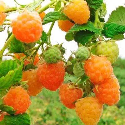 Малина ЗОЛОТЫЕ КУПОЛА в Сморгони