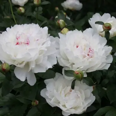 Пион ФЕСТИВА МАКСИМА травянистый в Сморгони