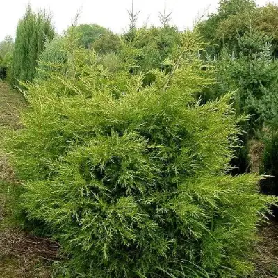 Можжевельник КУРИВАО ГОЛД китайский в Сморгони