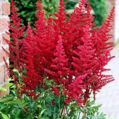 Астильба БУРГУНДИ РЕД Арендса в Сморгони