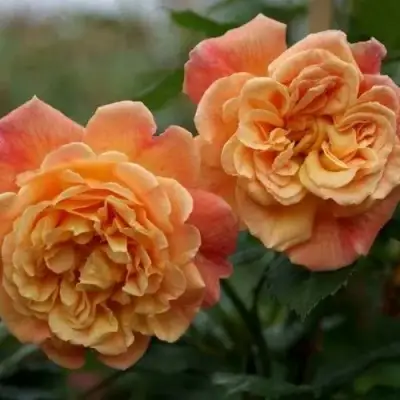 Роза АЛОХА плетистая в Сморгони