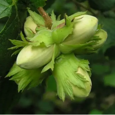 Фундук ТАМБОВСКИЙ ПОЗДНИЙ в Сморгони