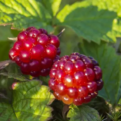 Княженика ЛИНДА в Сморгони