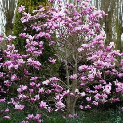 Магнолия ГАЛАКСИ в Сморгони