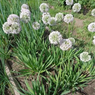 Лук слизун в Сморгони