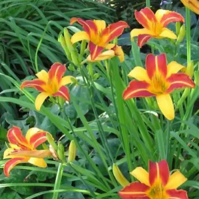 Лилейник ФРАНС ХАЛС в Сморгони