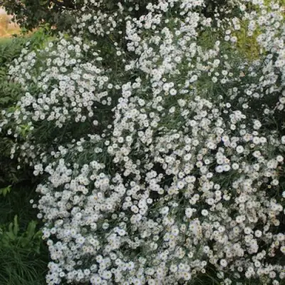 Болтония СНОУБЭНК в Сморгони