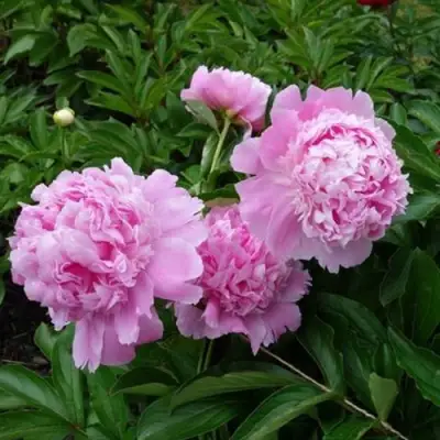 Пион МЕСЬЕ ЖЮЛЬ ЭЛИ травянистый в Сморгони