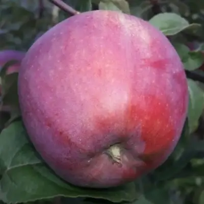 Яблоня ЗОРКА в Сморгони