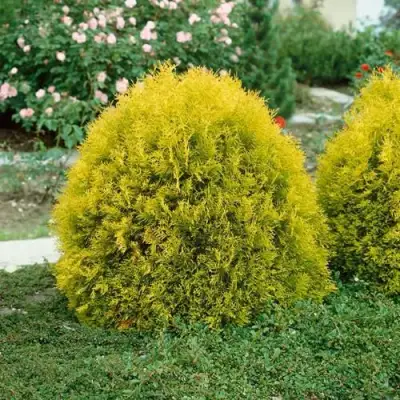 Туя РЕЙНГОЛД западная в Сморгони