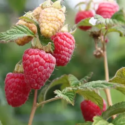 Малина МОЛЛИНГ ДЖУНО в Сморгони