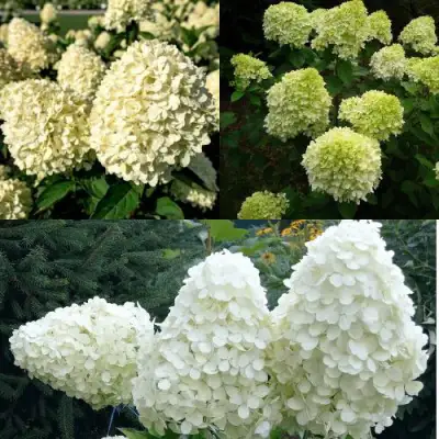 Комплект НЕЖНЫЙ КАПУЧИНО в Сморгони