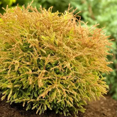 Туя ГОЛДЕН ТАФФЕТ западная в Сморгони