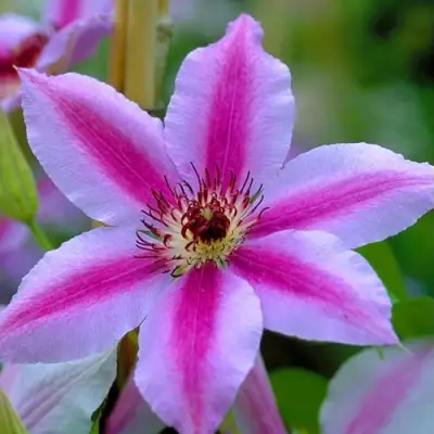 Клематис НЕЛЛИ МОЗЕР в Сморгони