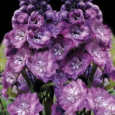 Дельфиниум ДЕЛЬФИС ПИНК ПАУЭ высокий в Сморгони