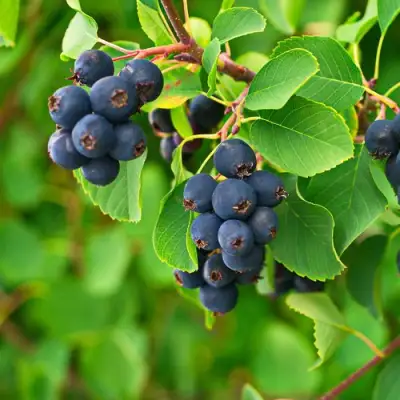 Ирга КОЛОСИСТАЯ в Сморгони