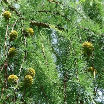 Лиственница КЕМПФЕРА в Сморгони