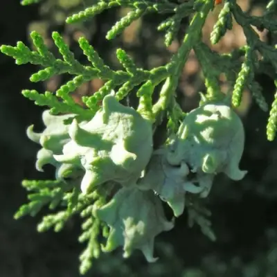 Туя восточная в Сморгони