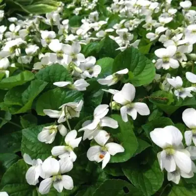 Фиалка АЛЬБИФЛОРА сестринская в Сморгони