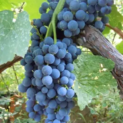 Виноград ВЕНУС в Сморгони