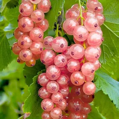 Смородина белая ПРЫГАЖУНЯ (РОЗОВАЯ) в Сморгони