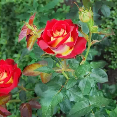 Роза ФРЕНДШИП чайно-гибридная в Сморгони