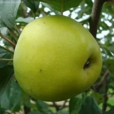 Яблоня КОШТЕЛЯ в Сморгони