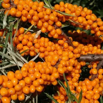 Облепиха АЛТАЙСКАЯ в Сморгони