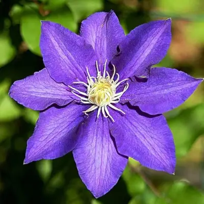 Клематис ЗЕ ПРЕЗИДЕНТ в Сморгони