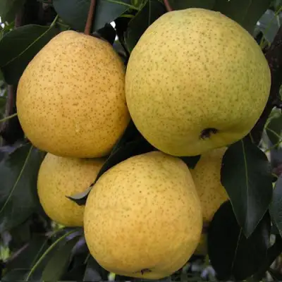 Груша ВЕЛИКАЯ ЛЕТНЯЯ (БОЛЬШАЯ ЛЕТНЯЯ) в Сморгони