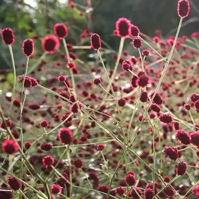 Кровохлебка ЧОКОЛАТ ТИП в Сморгони