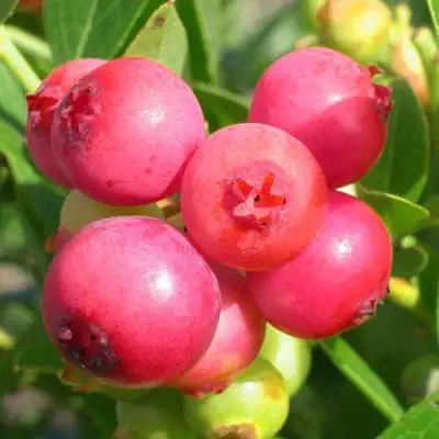 Голубика ПИНК ЛИМОНАД в Сморгони