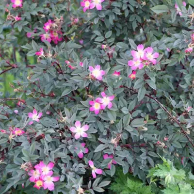 Роза сизая в Сморгони