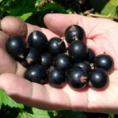 Смородина черная ЧЕРНООКАЯ в Сморгони