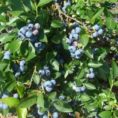 Голубика БЛЮЭТТА в Сморгони