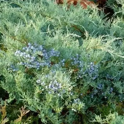 Можжевельник ГРЕЙ ОУЛ виргинский  в Сморгони