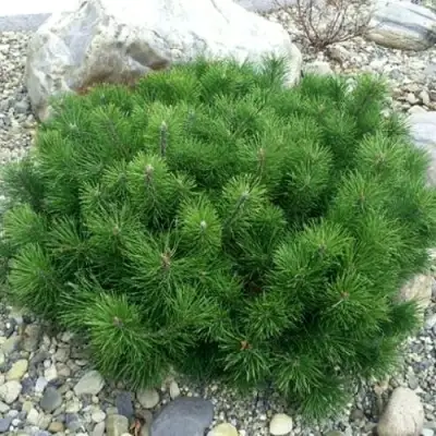 Сосна горная МУГУС в Сморгони