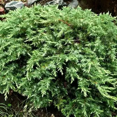 Можжевельник ШЛЯГЕР прибрежный в Сморгони