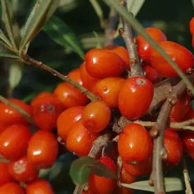 Облепиха ВОРОБЬЕВСКАЯ в Сморгони