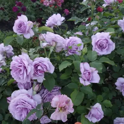 Роза ЛАВ СОНГ флорибунда в Сморгони