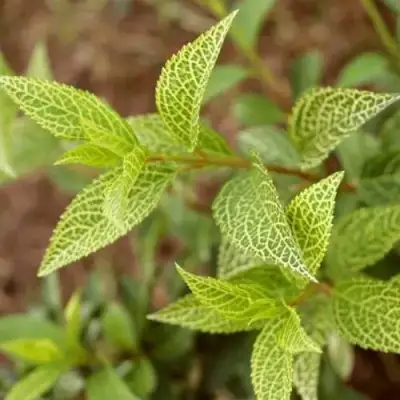 Форзиция КАМСОН промежуточная в Сморгони