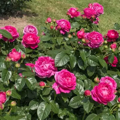 Роза АНУШКА чайно-гибридная в Сморгони