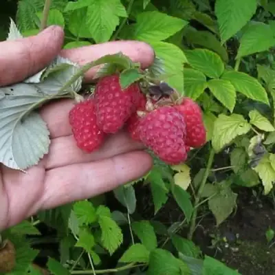 Малина КОРПИКО в Сморгони