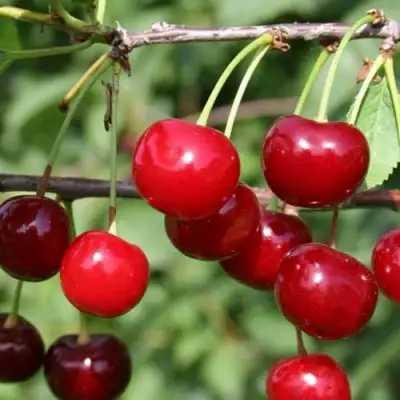 Вишня ХАРИТОНОВСКАЯ в Сморгони