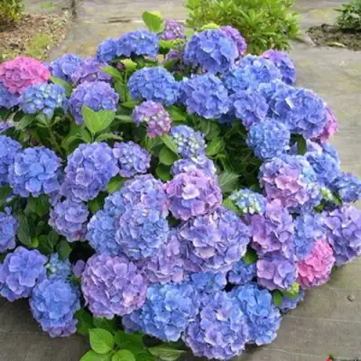 Гортензия БОДЕНСИ крупнолистная в Сморгони