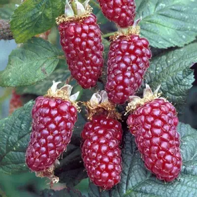 Ежемалина ТАЙБЕРРИ в Сморгони