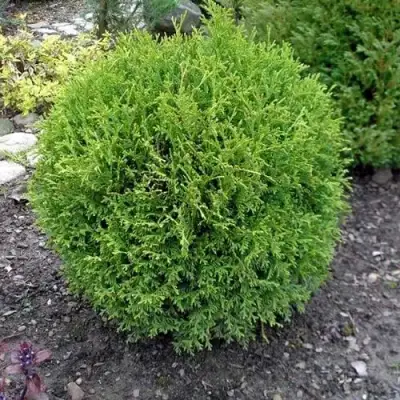 Туя ХОЗЕРИ западная в Сморгони